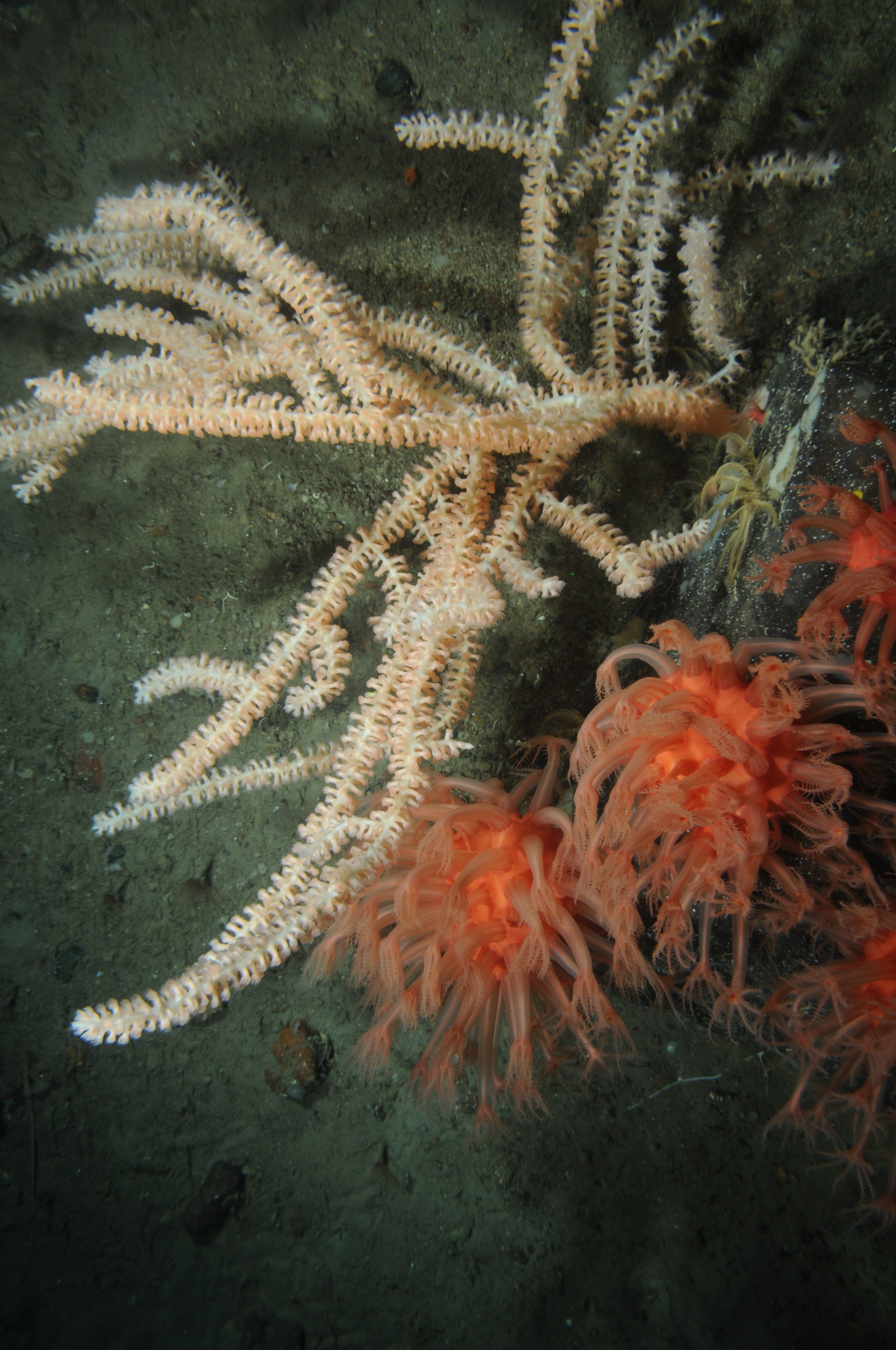 Deep sea corals